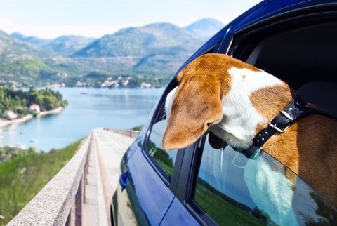 Top Travel Tips for Adventuring with Your Pup