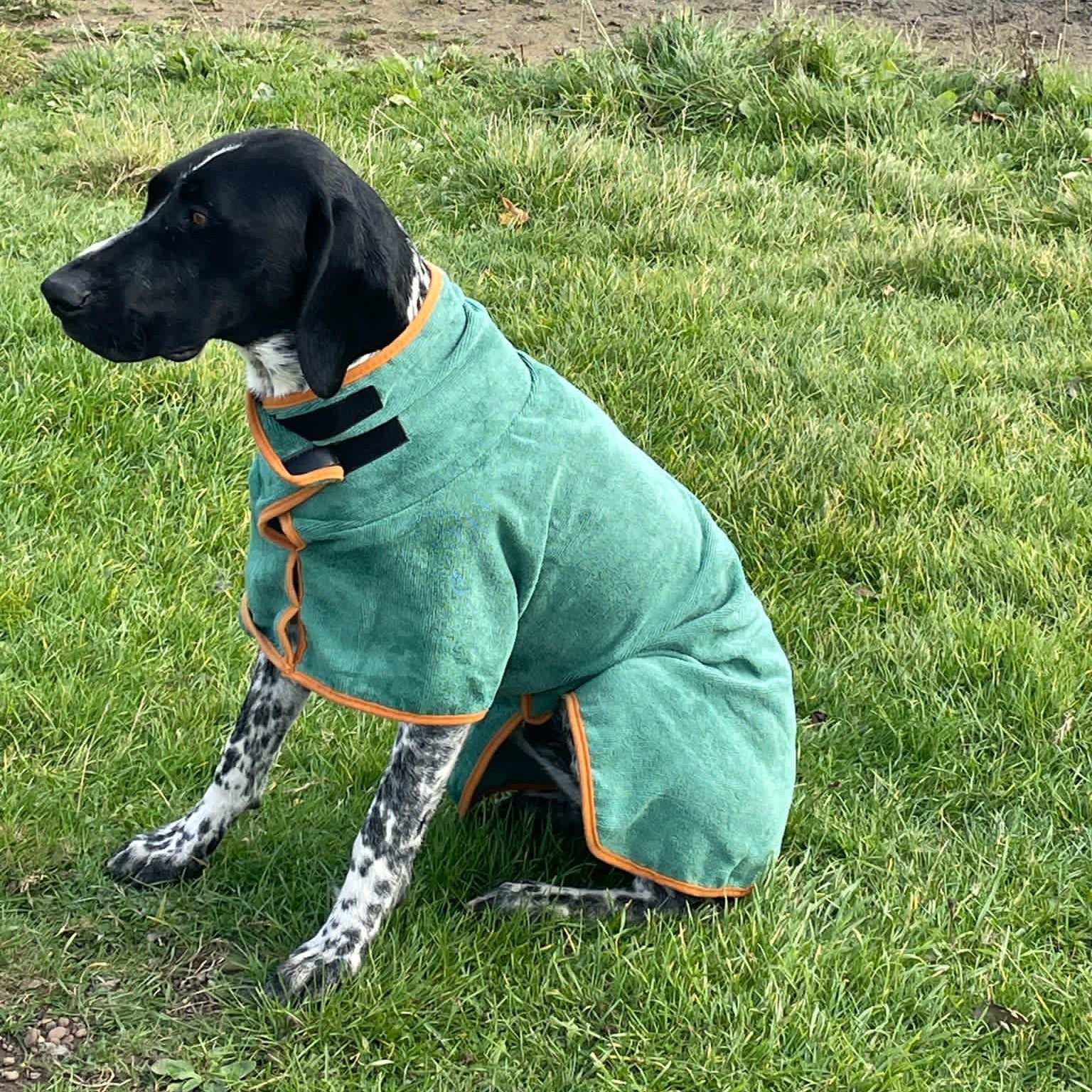 Dog wearing a green coat sitting on grass near a body of water