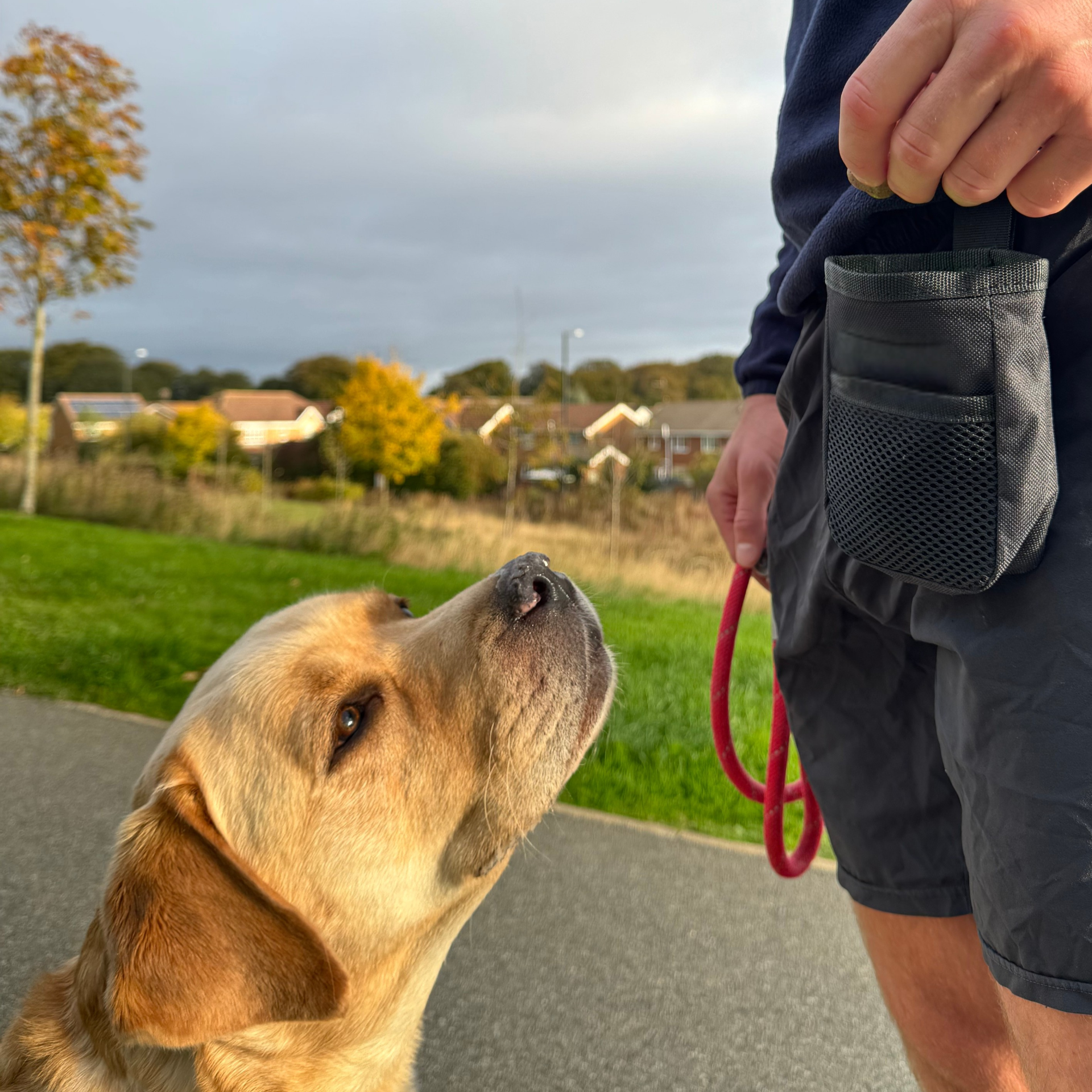 Person with a dog on a leash, standing outdoors with a scenic background