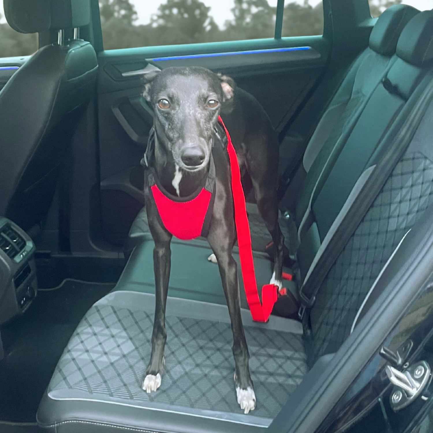 Care Safety Essential's