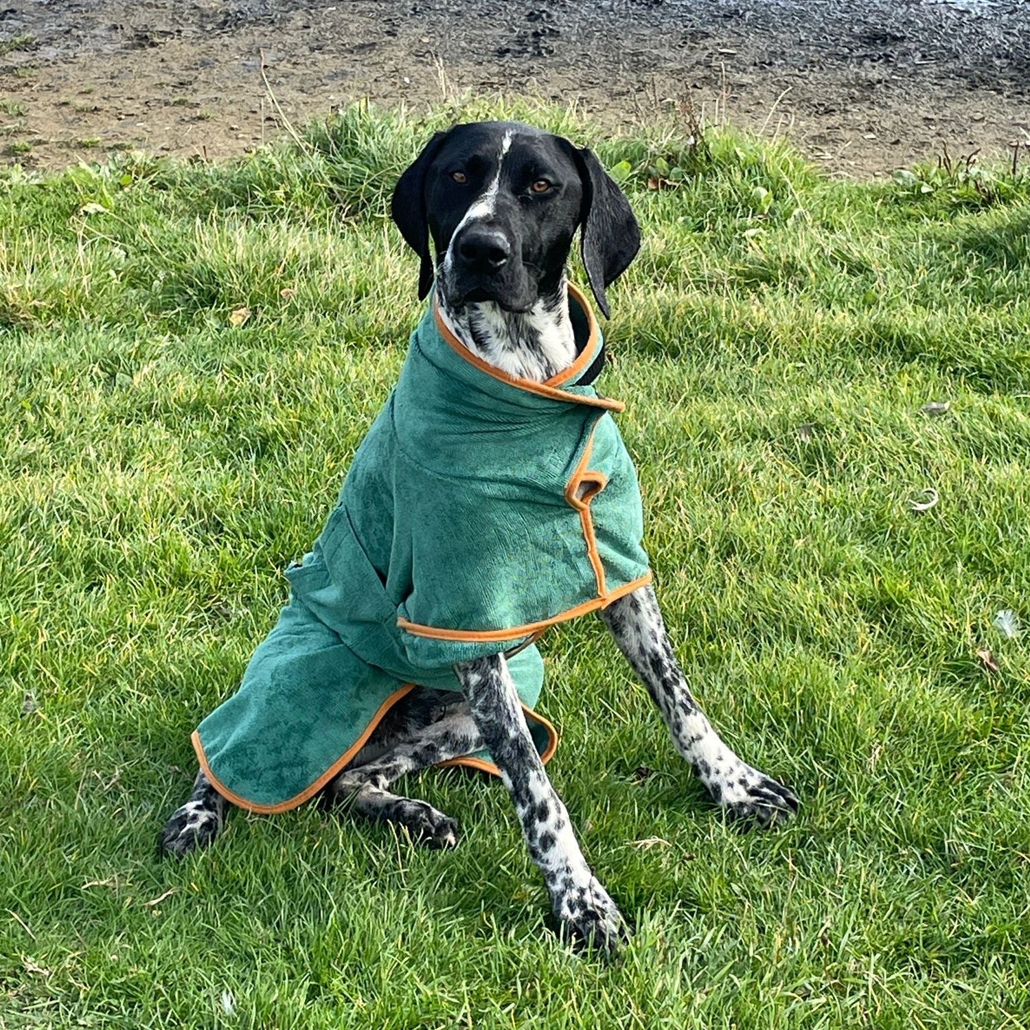 Dog Adventure Gear & Accessories