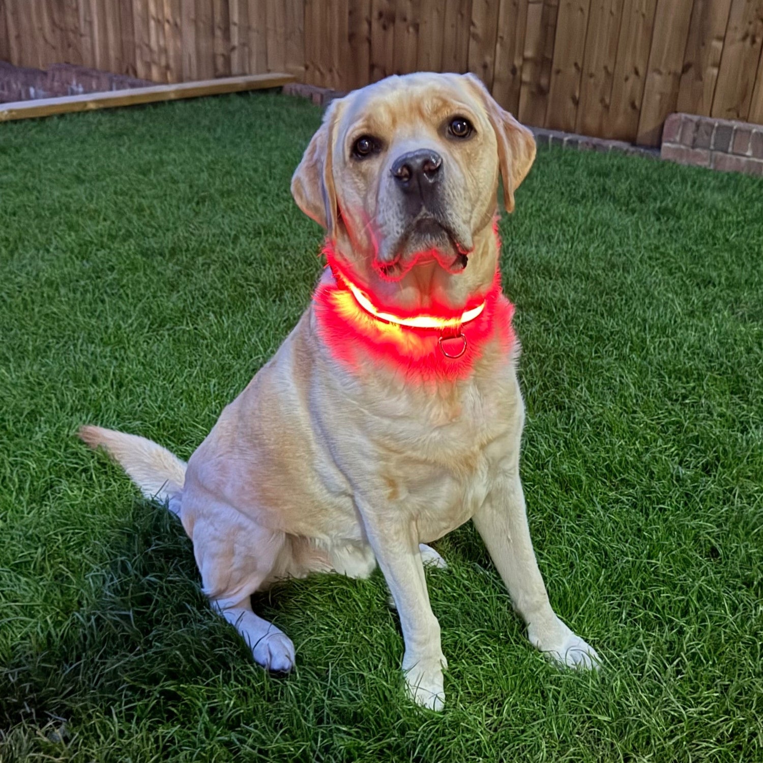 Dog Safety Collars, Harnesses & GPS Trackers