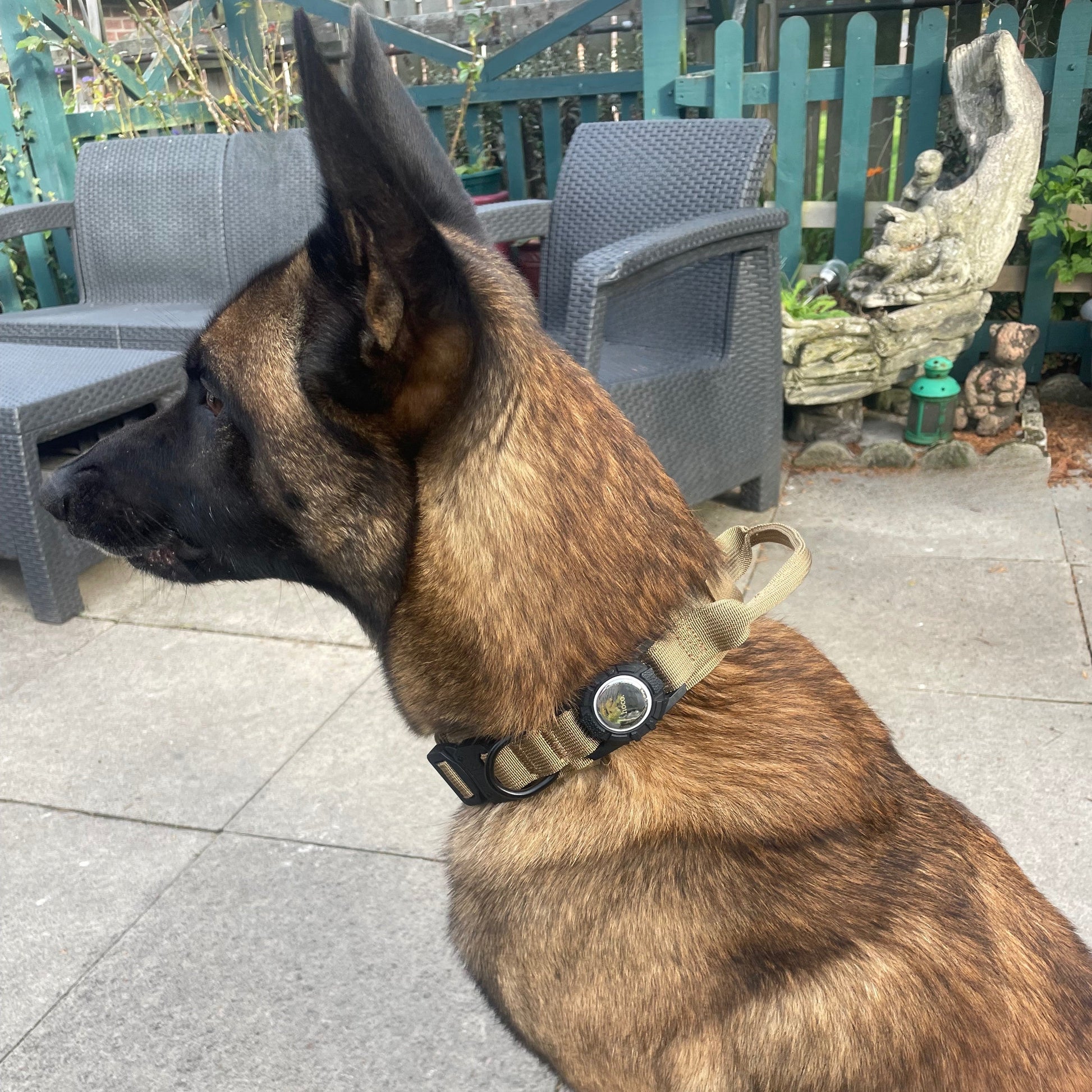 German Shepherd sitting outdoors on a patio with furniture and garden decor in the background.