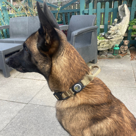 German Shepherd sitting outdoors on a patio with furniture and garden decor in the background.