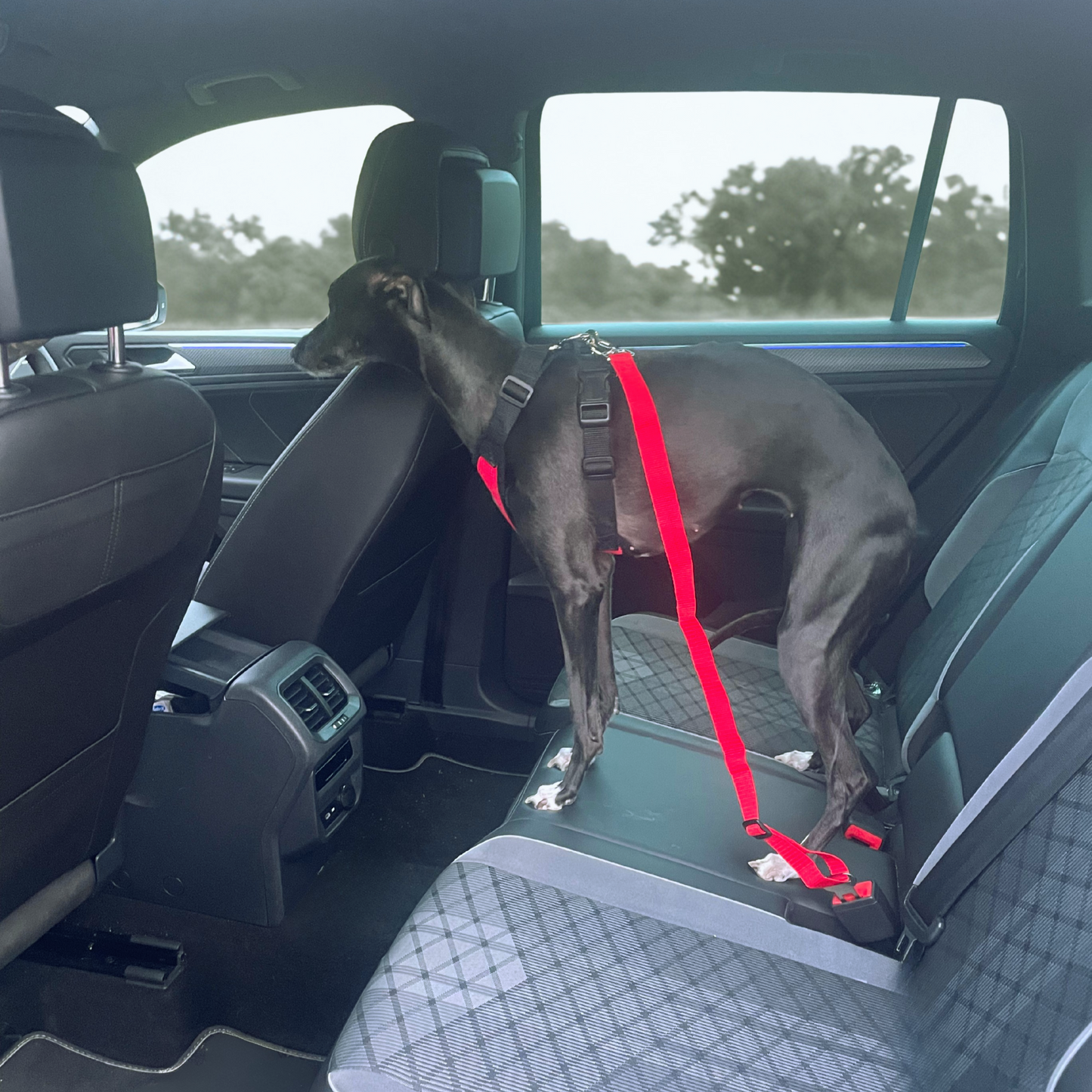 Dog on a leash in the back seat of a car with a visible car seat cover.