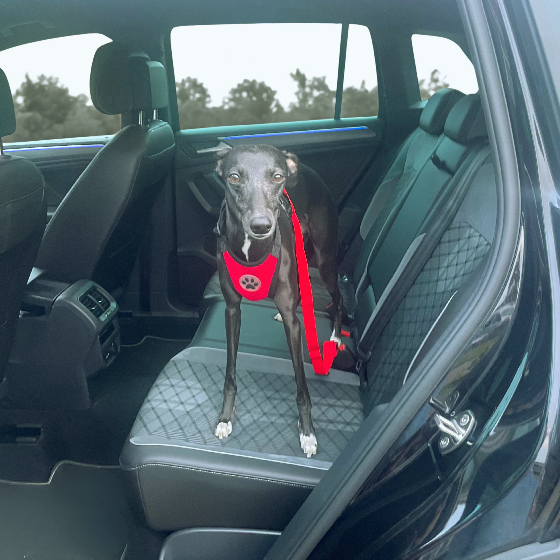 Dog wearing a red harness sitting in the back seat of a car.
