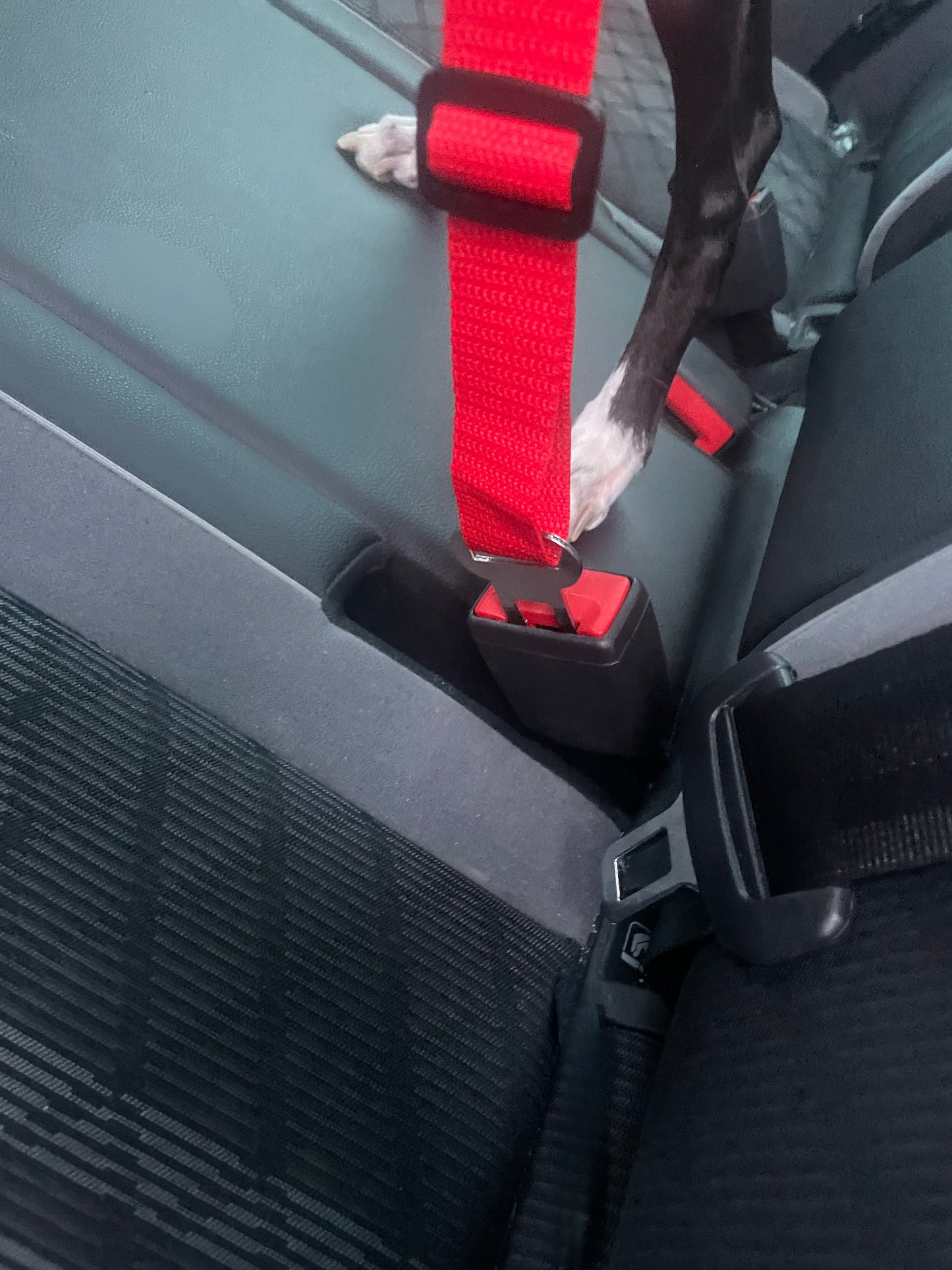 Red seat belt buckle in a car seat with a black strap.