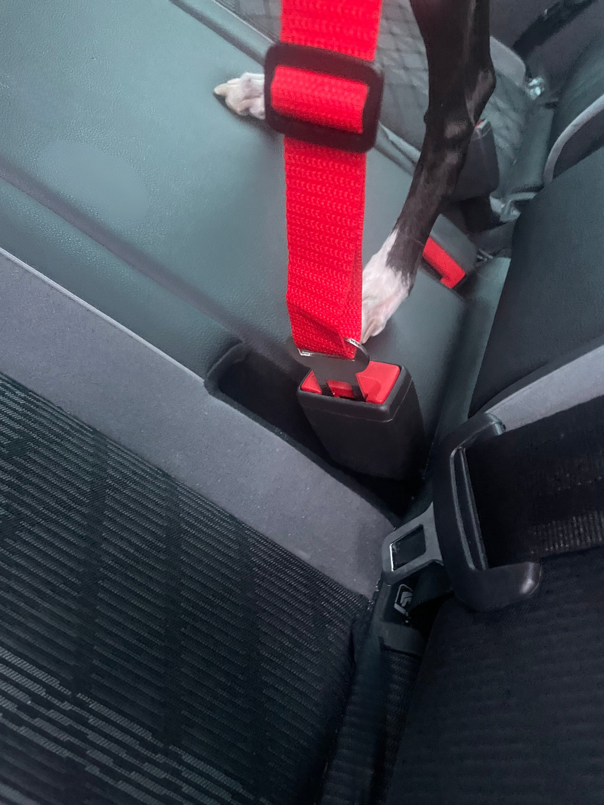 Red seat belt buckle in a car seat with a black strap.