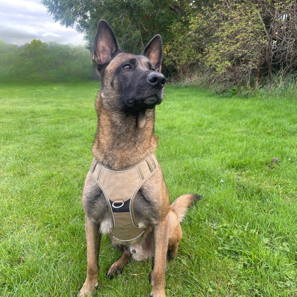 Dog wearing a harness in a grassy field with trees in the background