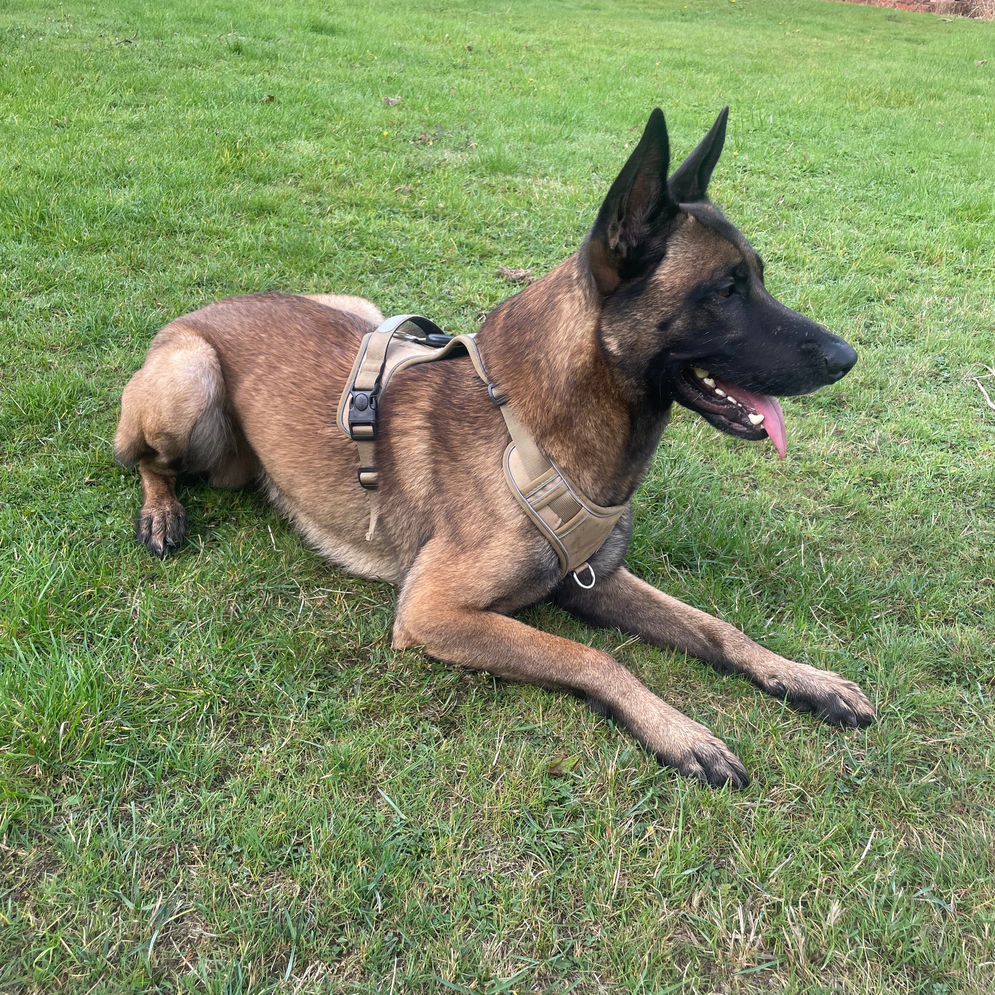 Dog wearing a harness lying on grass