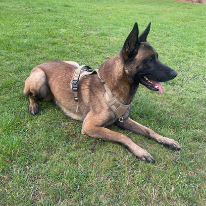 Dog wearing a harness lying on grass