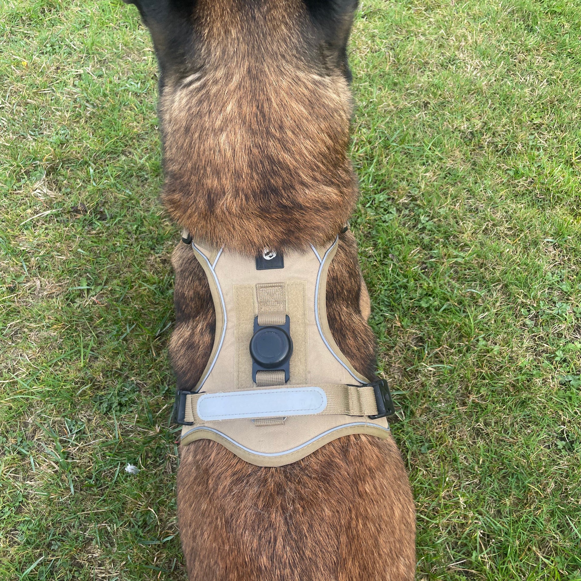 Dog wearing a beige harness on grass