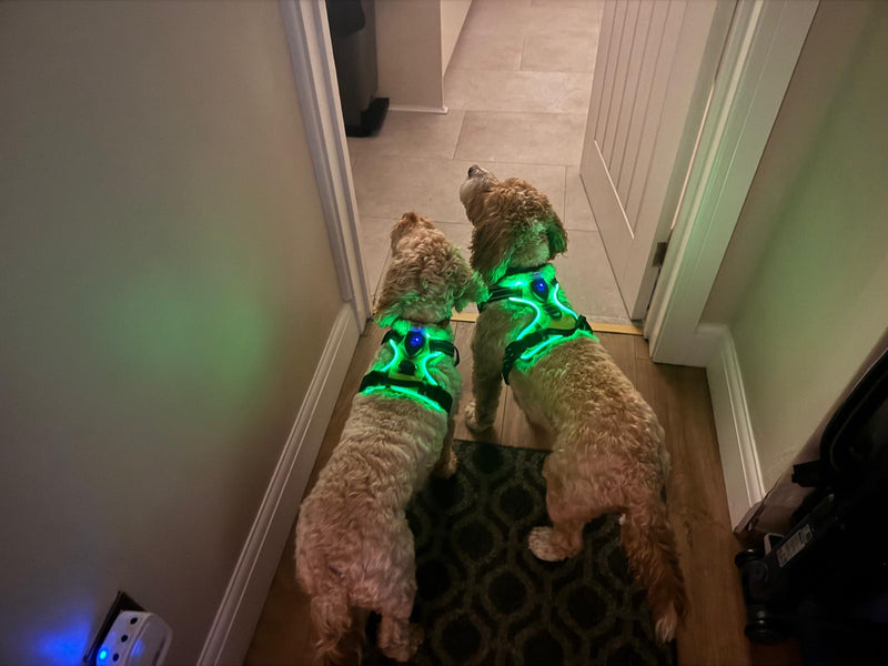 Two poodles wearing illuminated green LED harnesses indoors at nigh