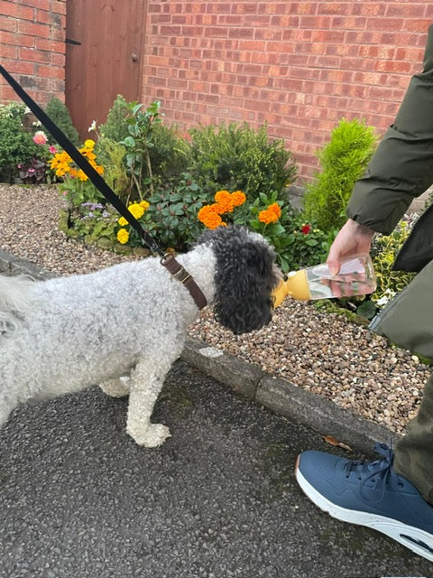 "White poodle drinking from portable dog water bottle during garden walk"