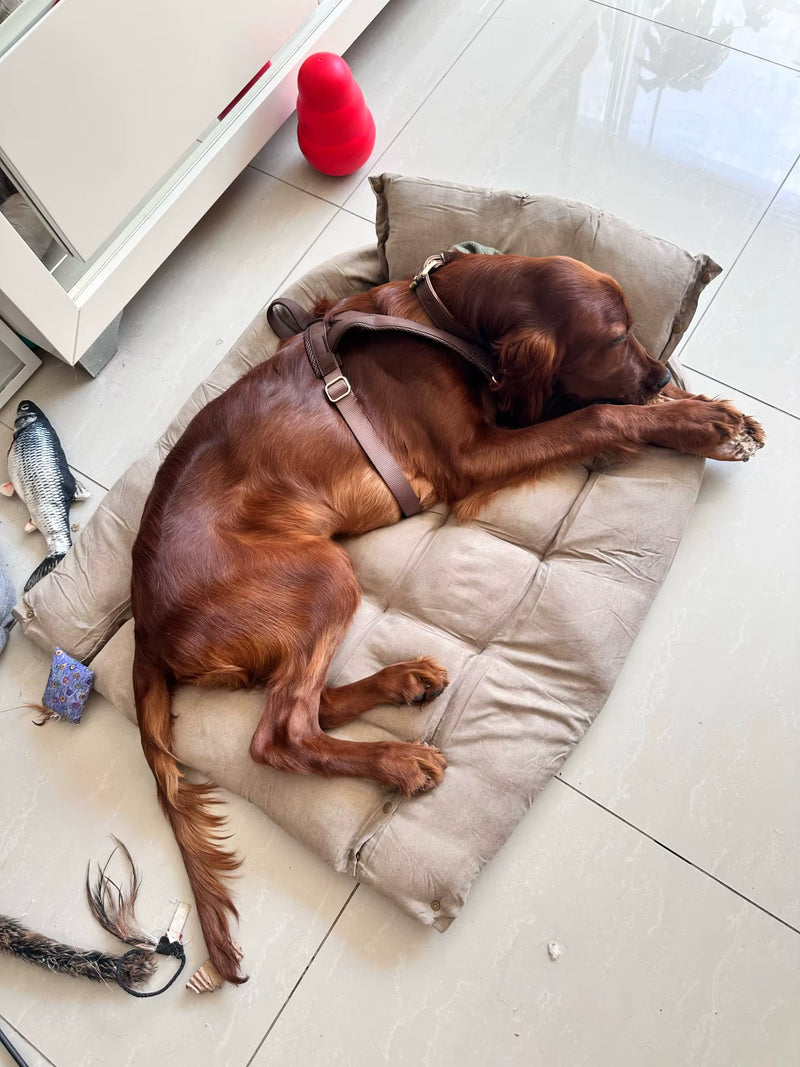 Brown dog relaxing on grey orthopedic dog bed indoors