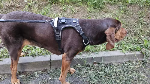 Dog wearing black reflective harness with AirTag holder on outdoor trail walk