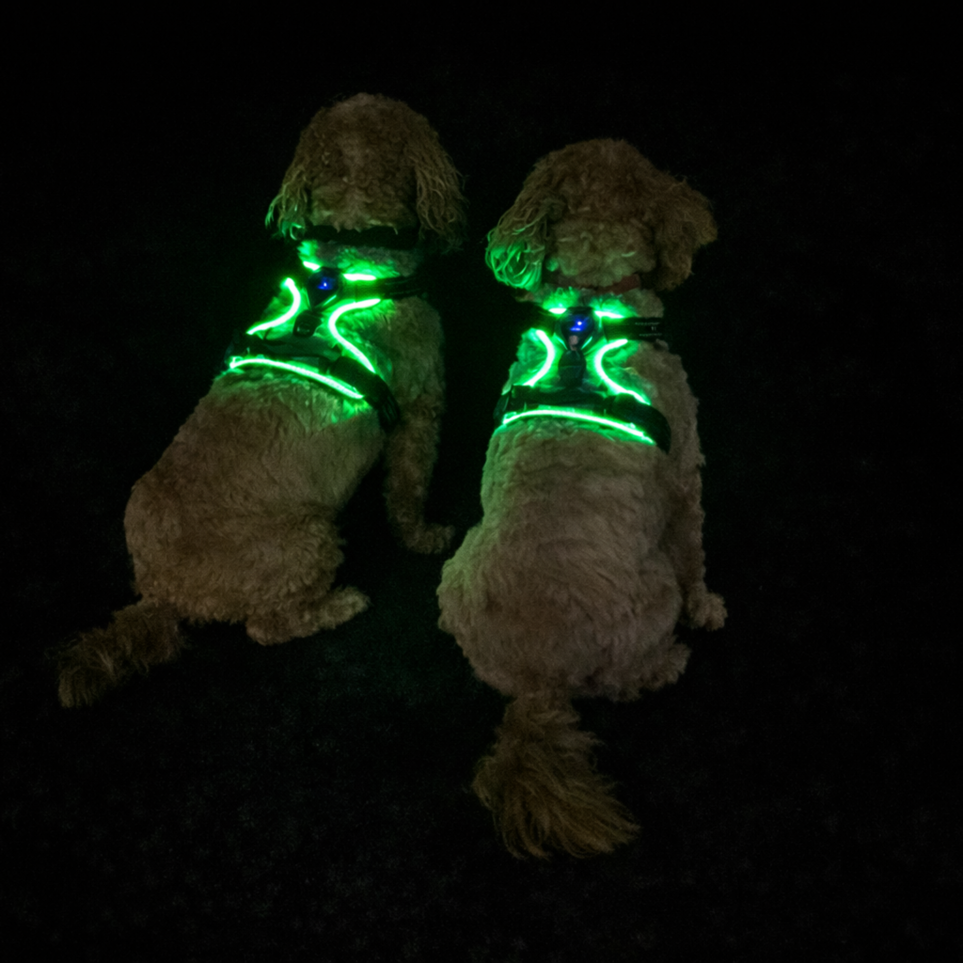 "Two dogs wearing LED night glow harnesses with green lights on black background"