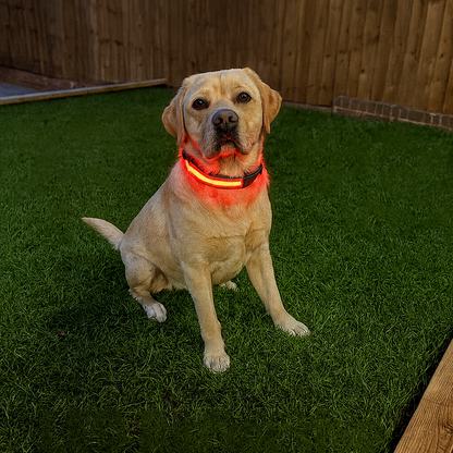 Dog wearing a glowing red collar sitting on grass