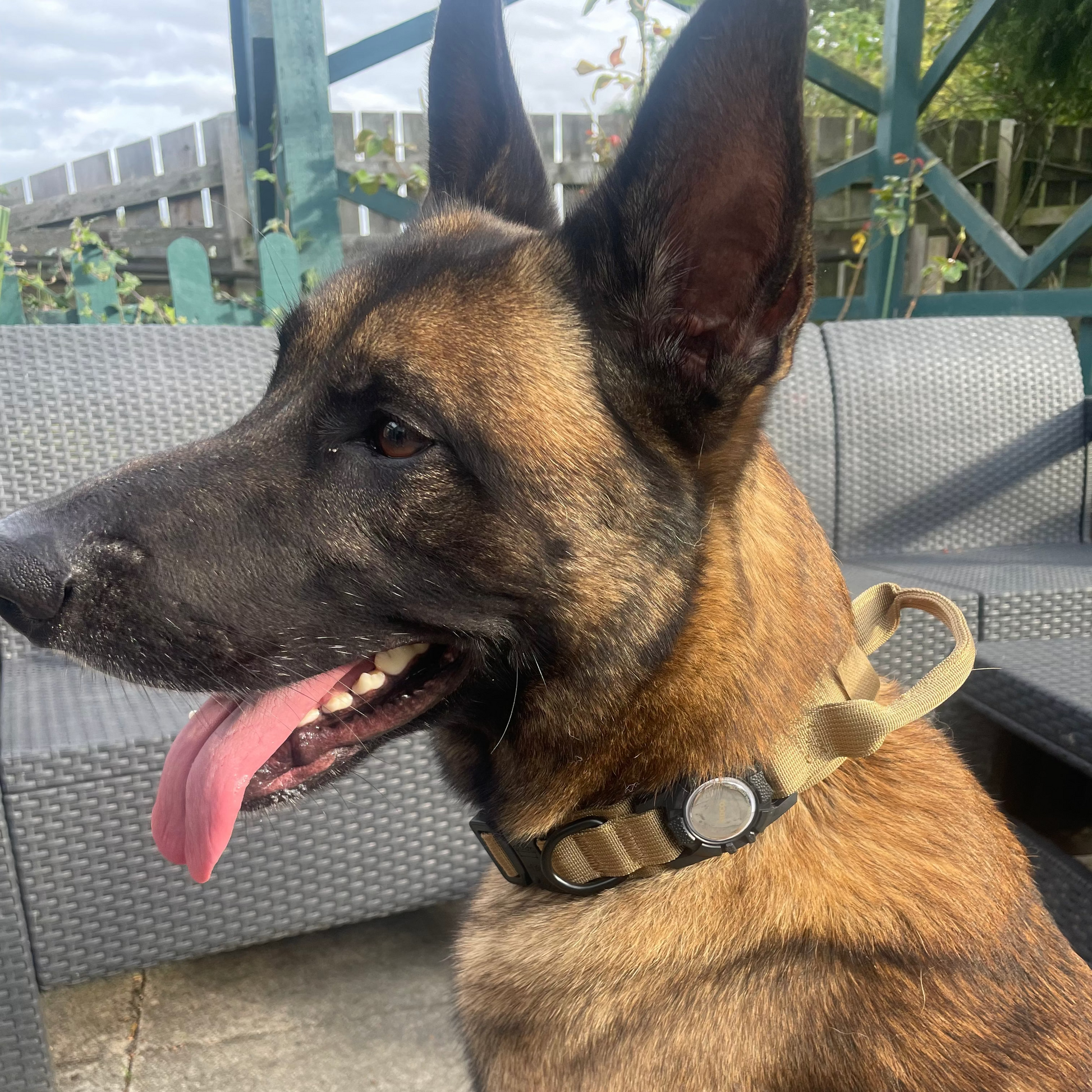 Dog with a collar sitting on a patio