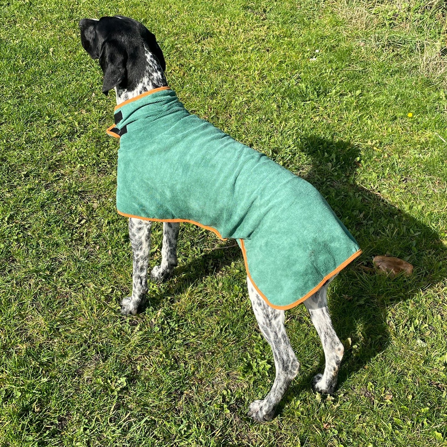 Dog wearing a green coat standing on grass