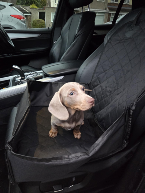 Weimaraner puppy sitting on black quilted dog car seat cover in vehicle back seat