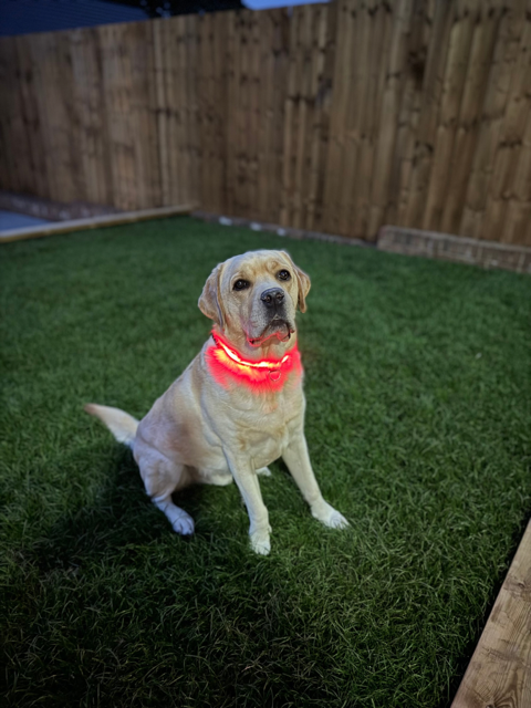 Yellow Labrador wearing illuminated red LED dog collar in garden at dusk