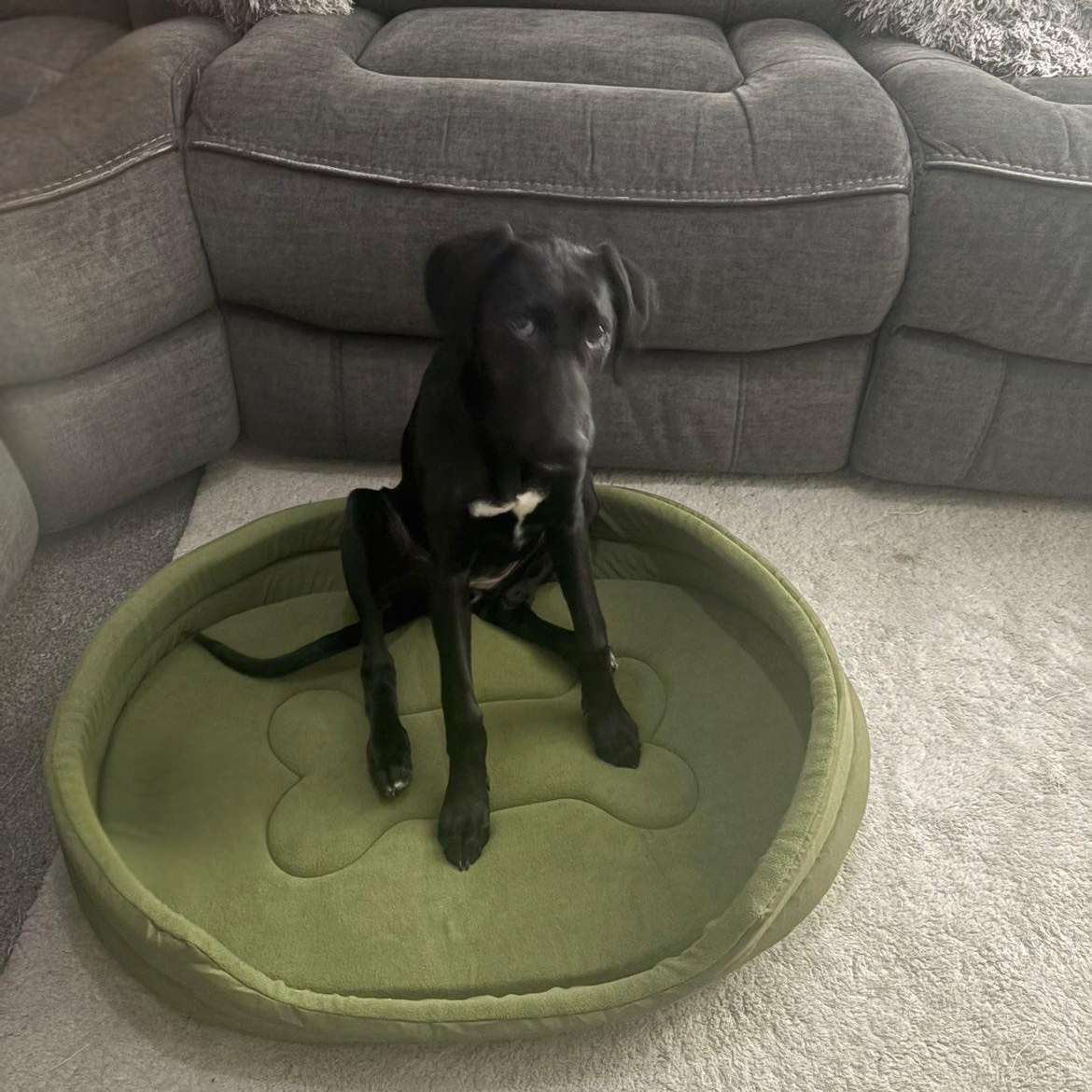 Black dog sitting on a green pet bed in front of a gray sofa.