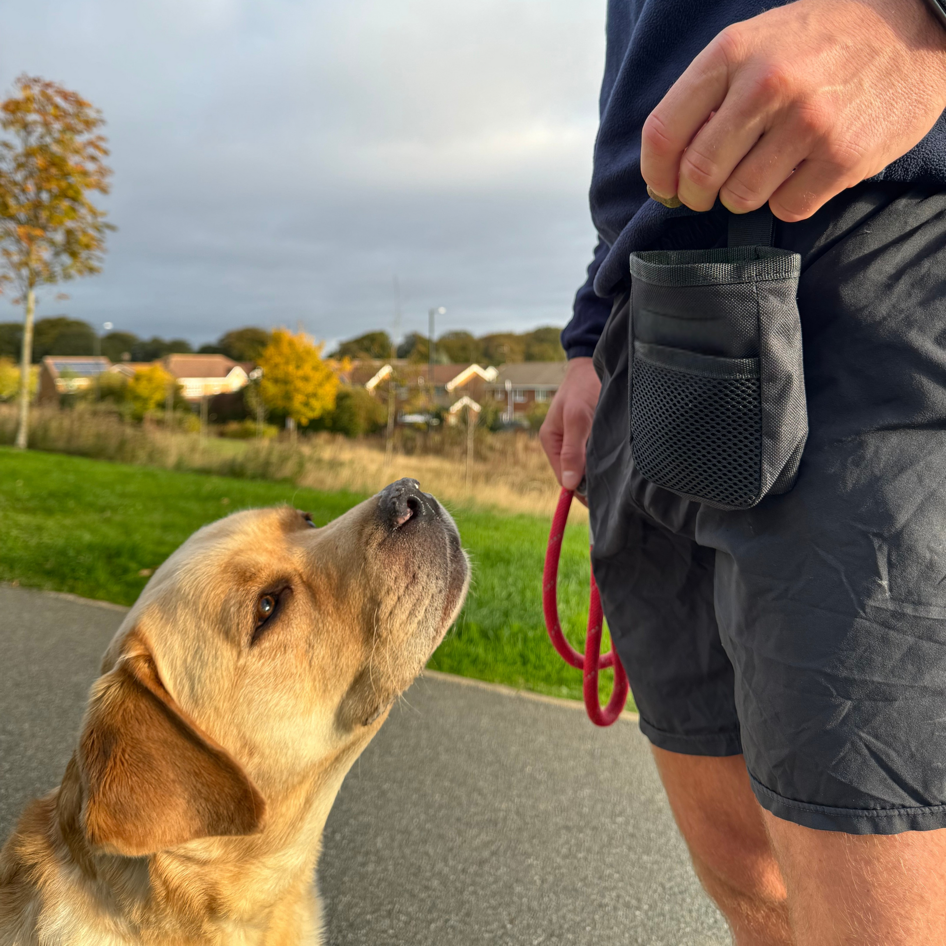 Person with a dog on a leash, standing outdoors with a scenic background