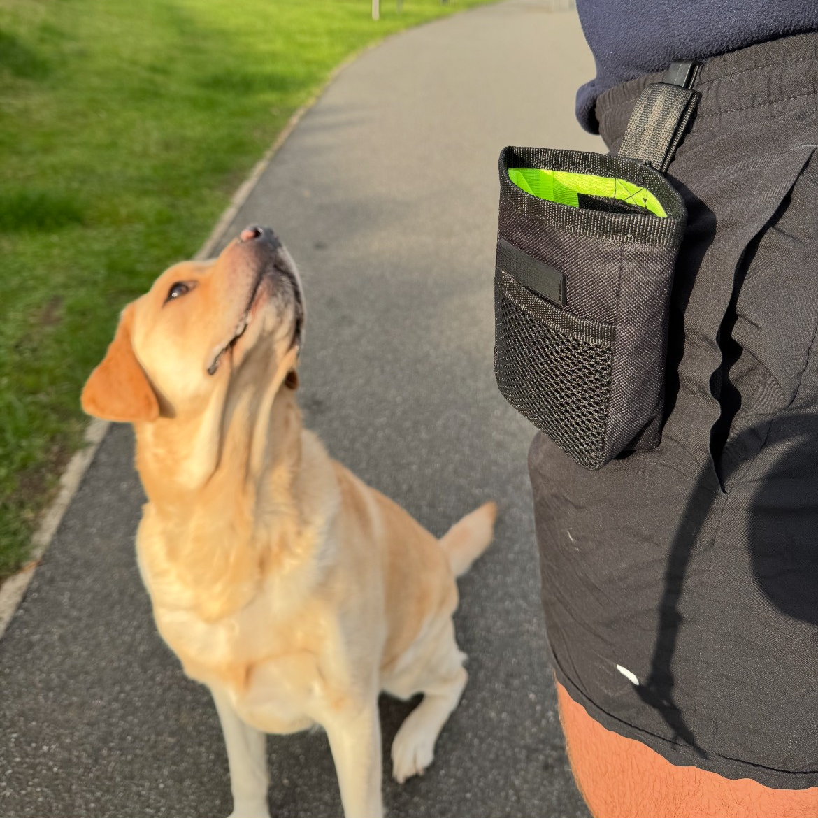 Dog standing on a path with a person wearing a black waist bag.