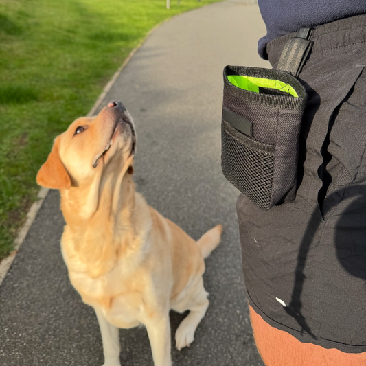 Dog standing on a path with a person wearing a black waist bag.