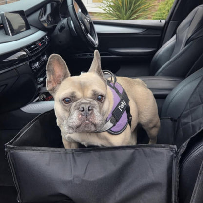 Dog in a car with a pet seat cover