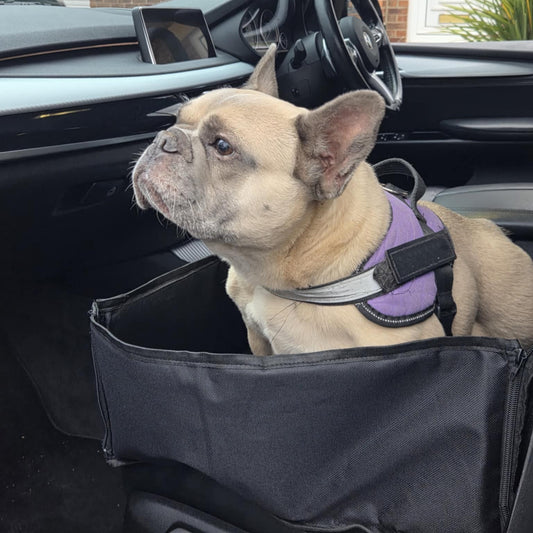 Dog wearing a purple harness sitting in a car with a black pet seat cover.