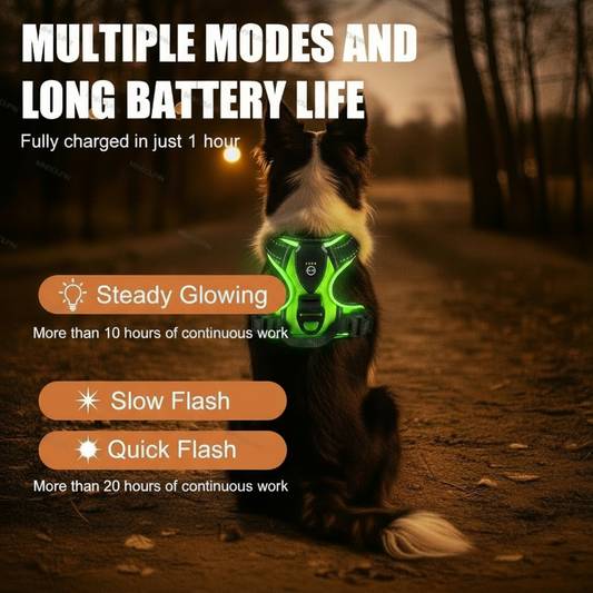 Collie with LED harness and product text overlay
