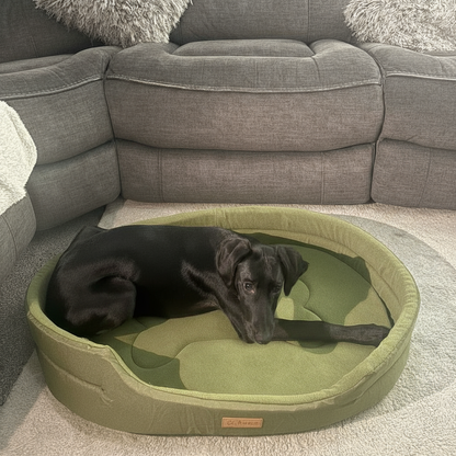 Enhanced Pet Bed - Improved Lighting