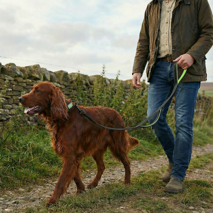 Irish Setter Lifestyle with Matching Green Handle Leash