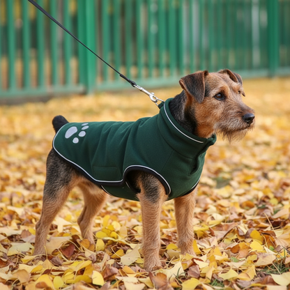 Lakeland Terrier wearing exact green fleece jacket with white trim
