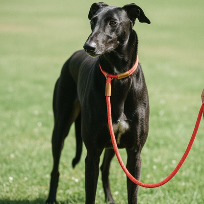Black greyhound dog wearing red rope slip lead standing on grass - premium dog training lead demonstration