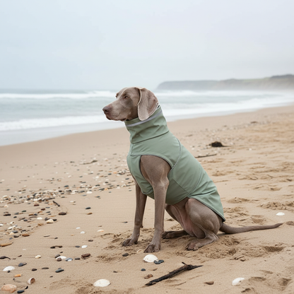 Weimaraner sitting on sandy beach in sage green raincoat