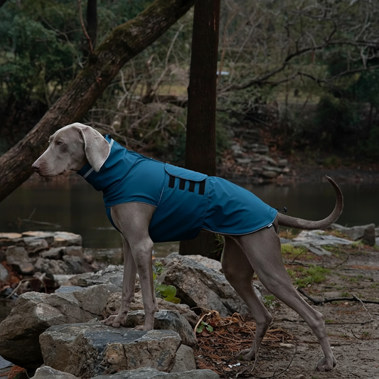 Weimaraner standing on rocks without leash