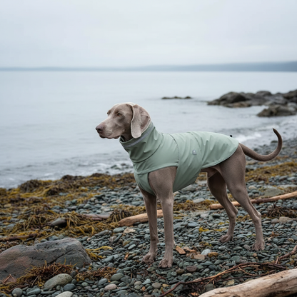 Weimaraner standing on rocky beach in sage green raincoat